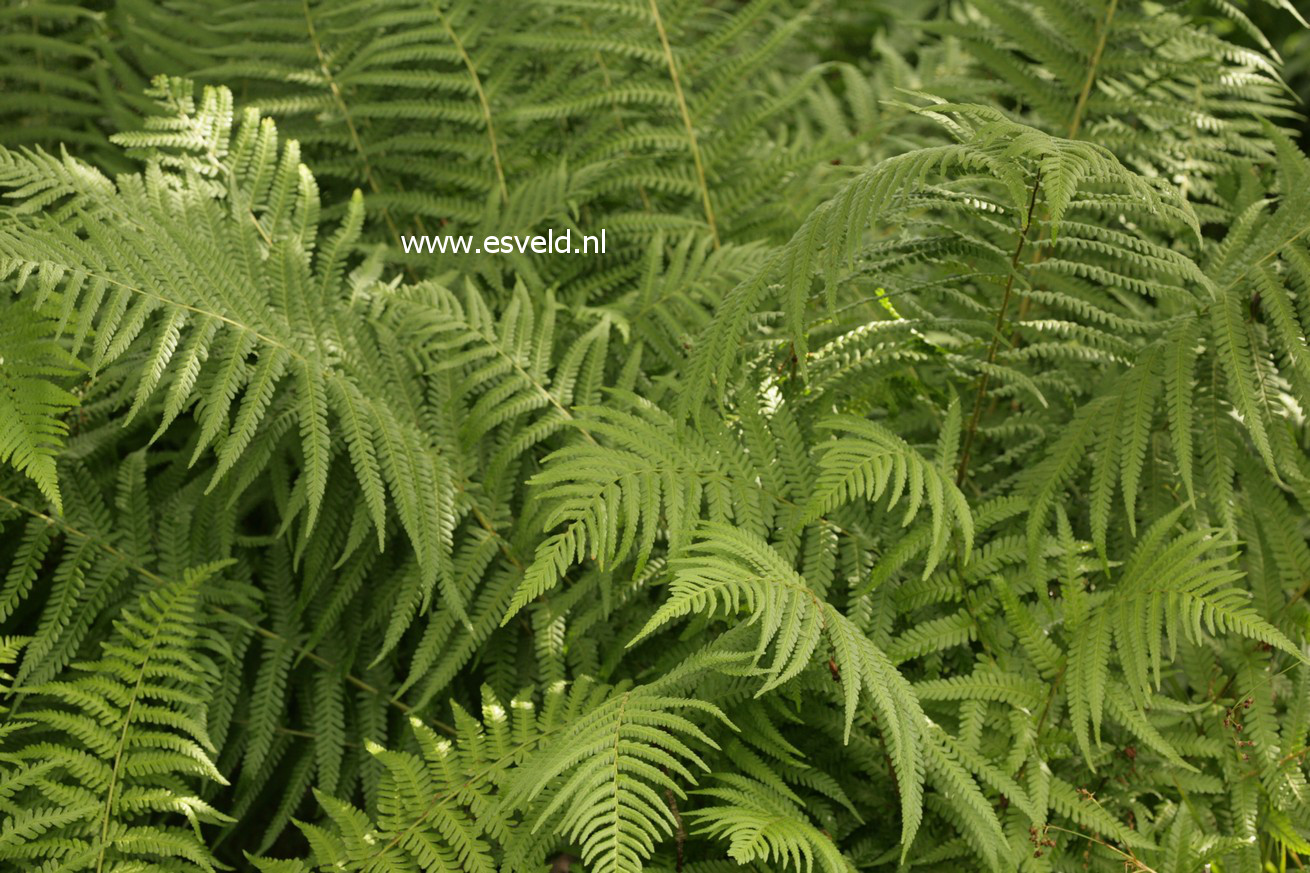 Dryopteris filix-mas