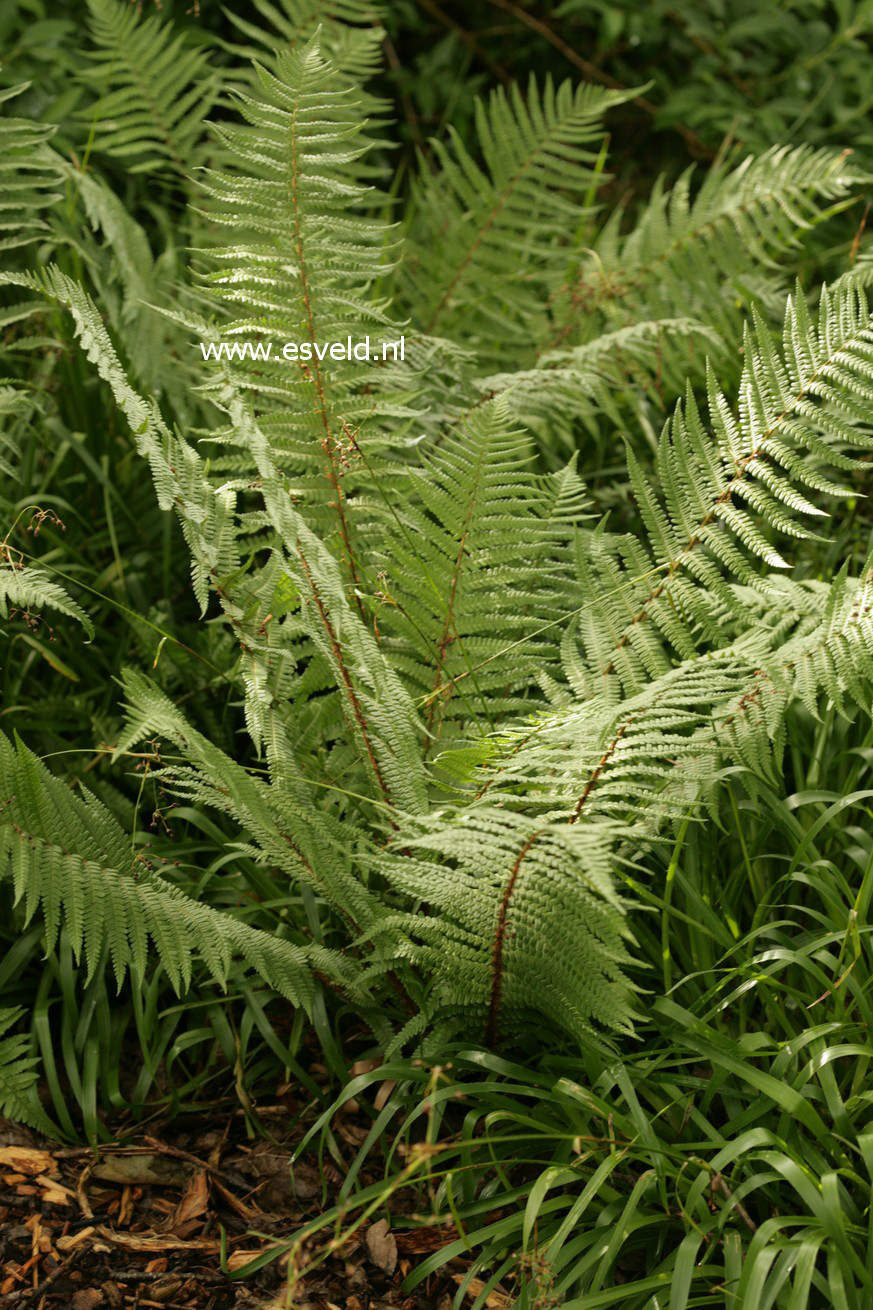 Dryopteris affinis