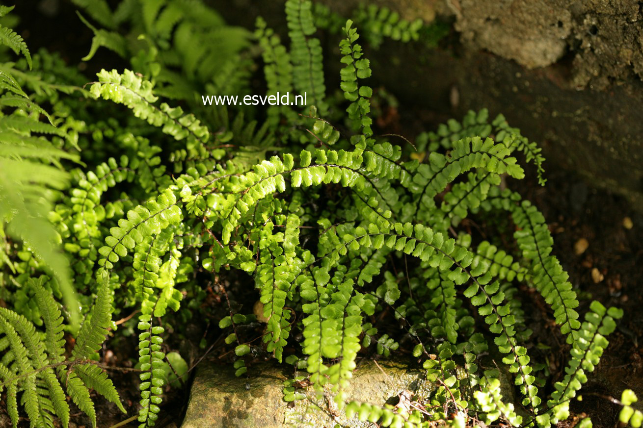 Asplenium trichomanes