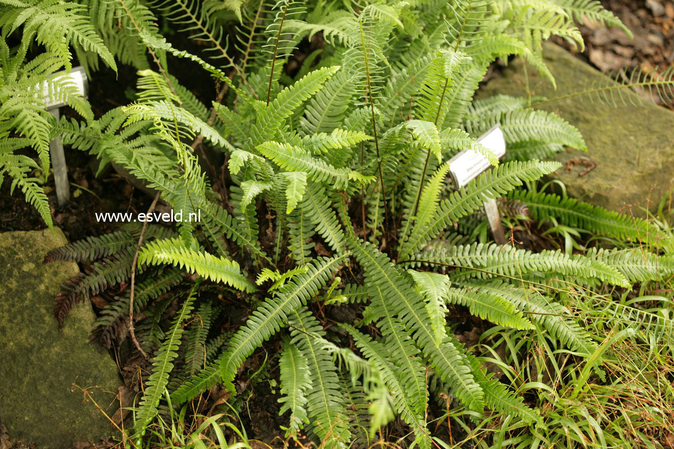 Blechnum spicant