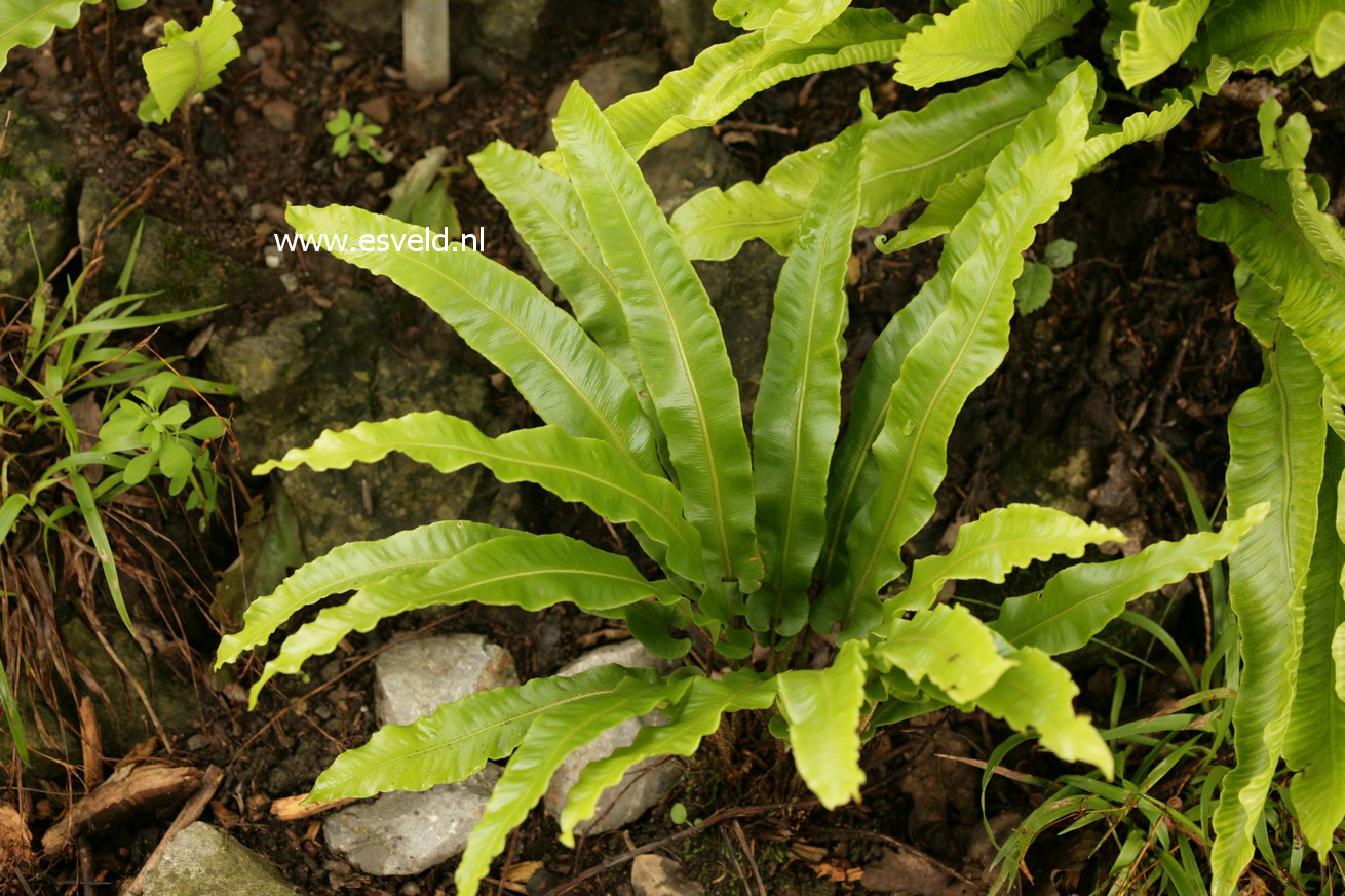 Asplenium scolopendrium