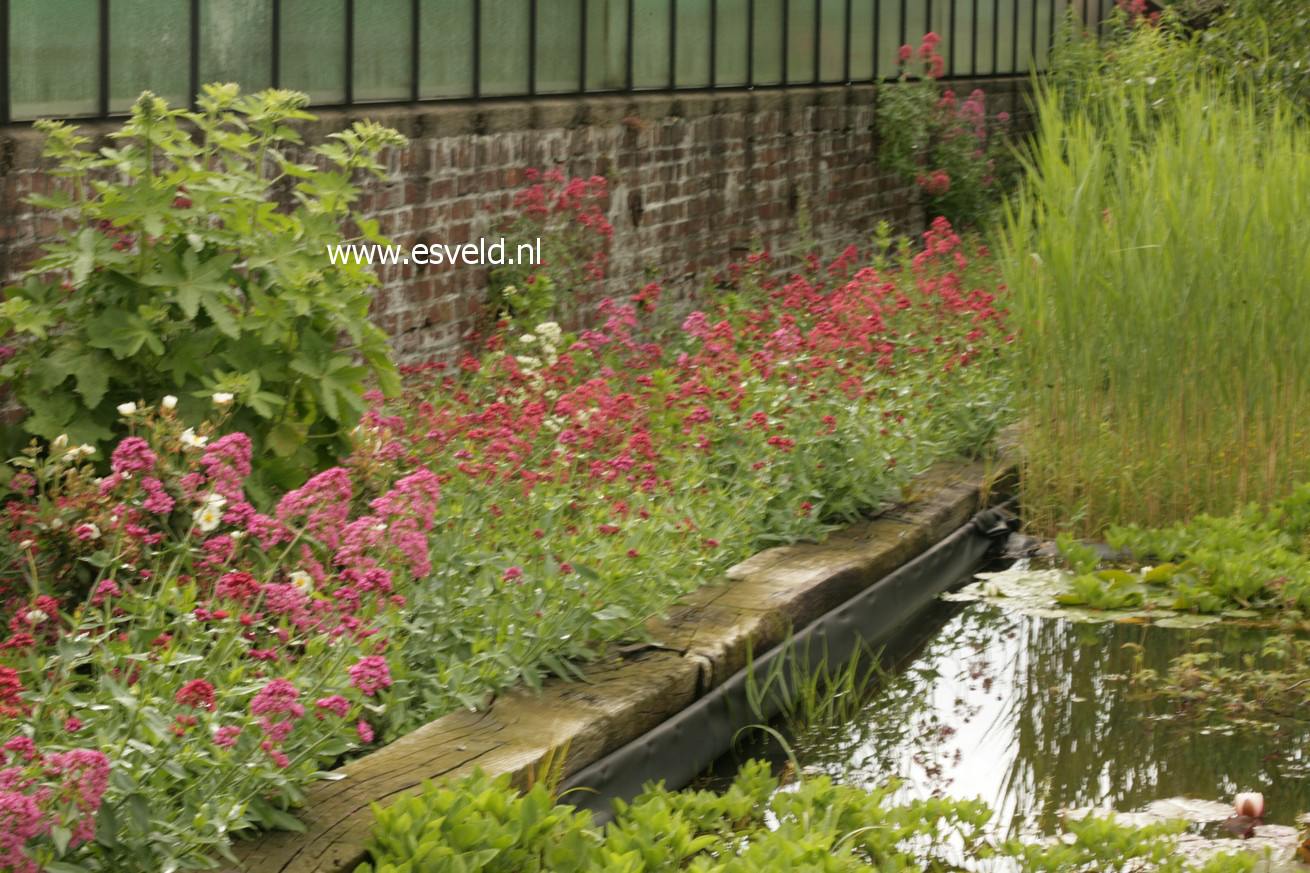 Centranthus ruber 'Coccineus'