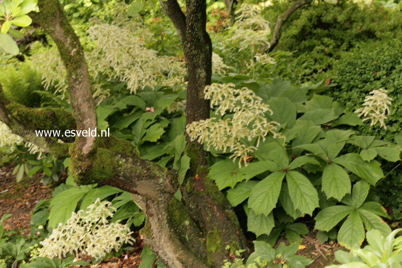 Rodgersia podophylla