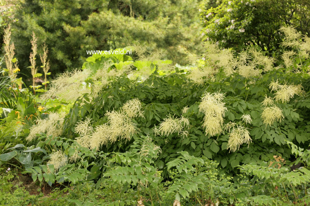 Aruncus dioicus