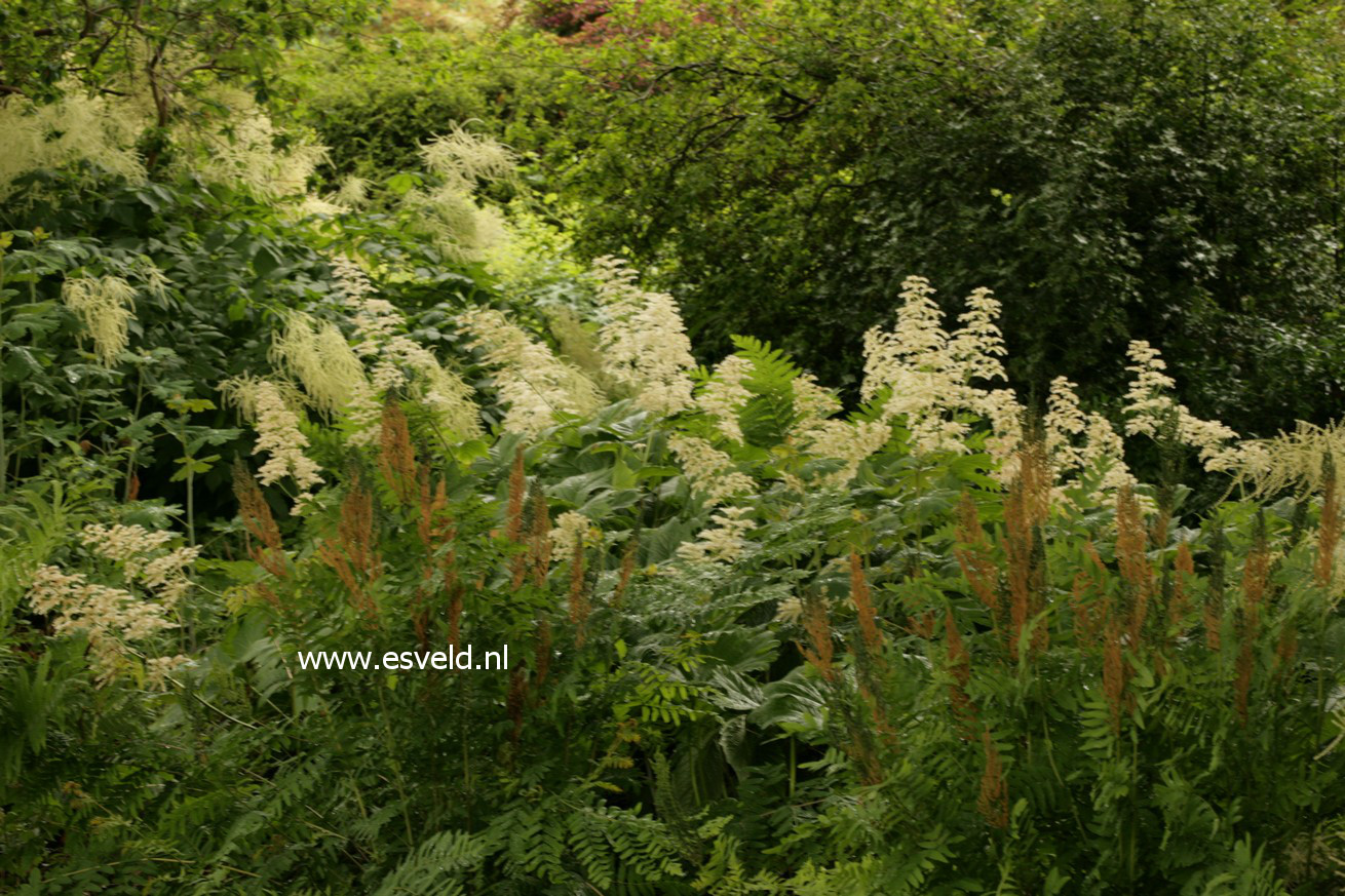 Osmunda regalis