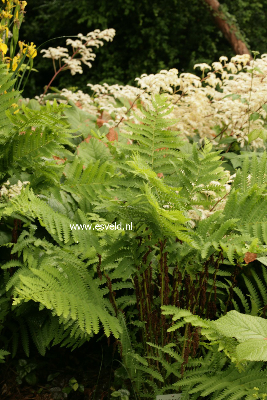 Osmunda claytoniana