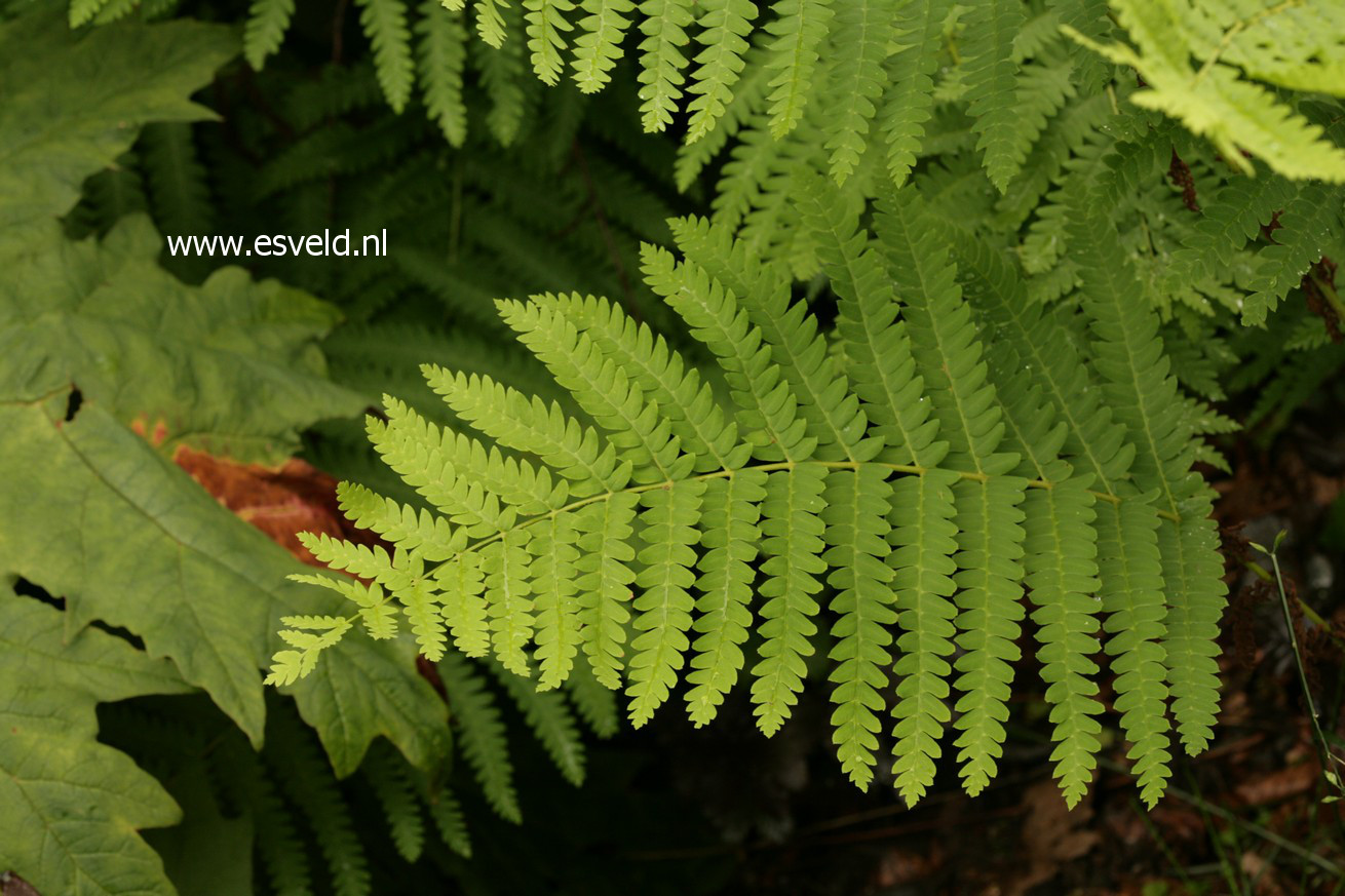 Osmunda claytoniana