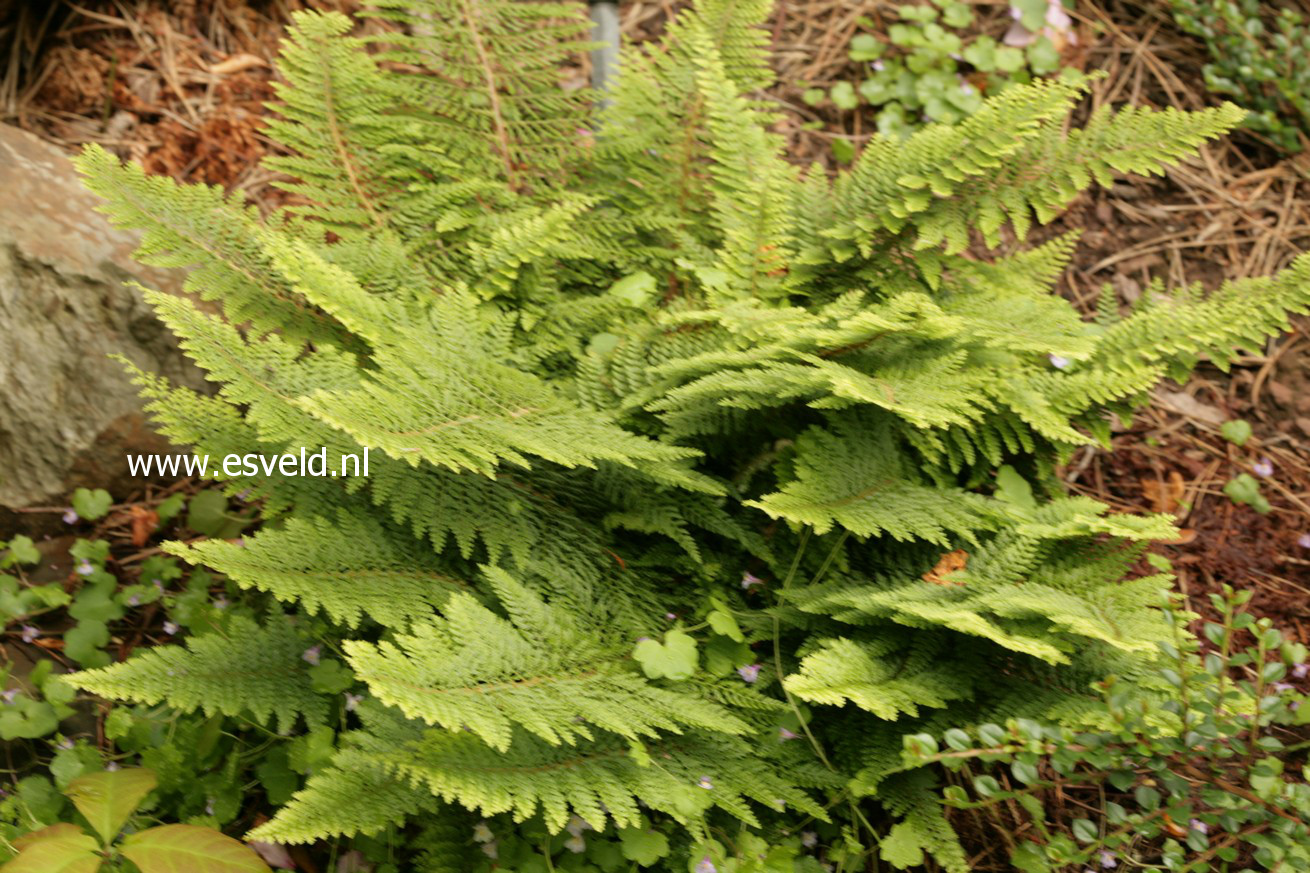 Polystichum setiferum 'Plumoso-densum'