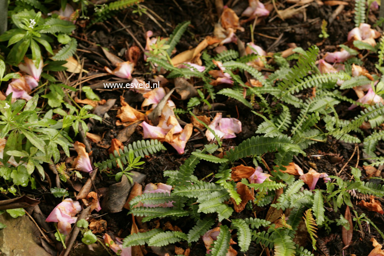 Blechnum penna-marina