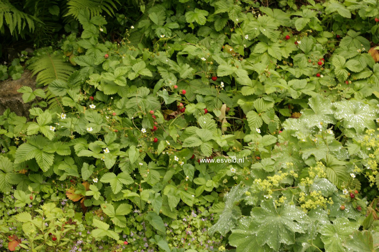 Fragaria vesca