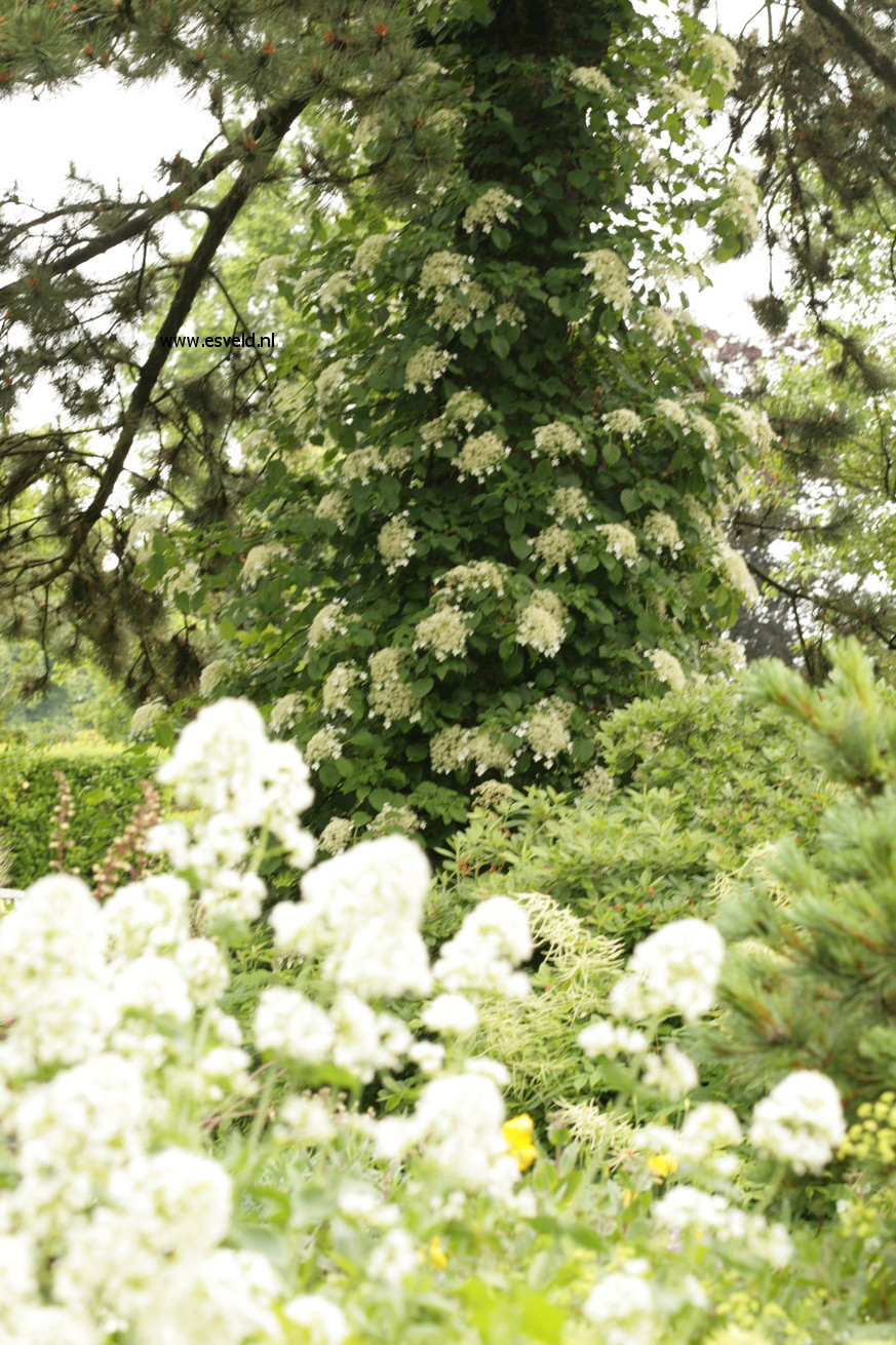 Hydrangea anomala petiolaris