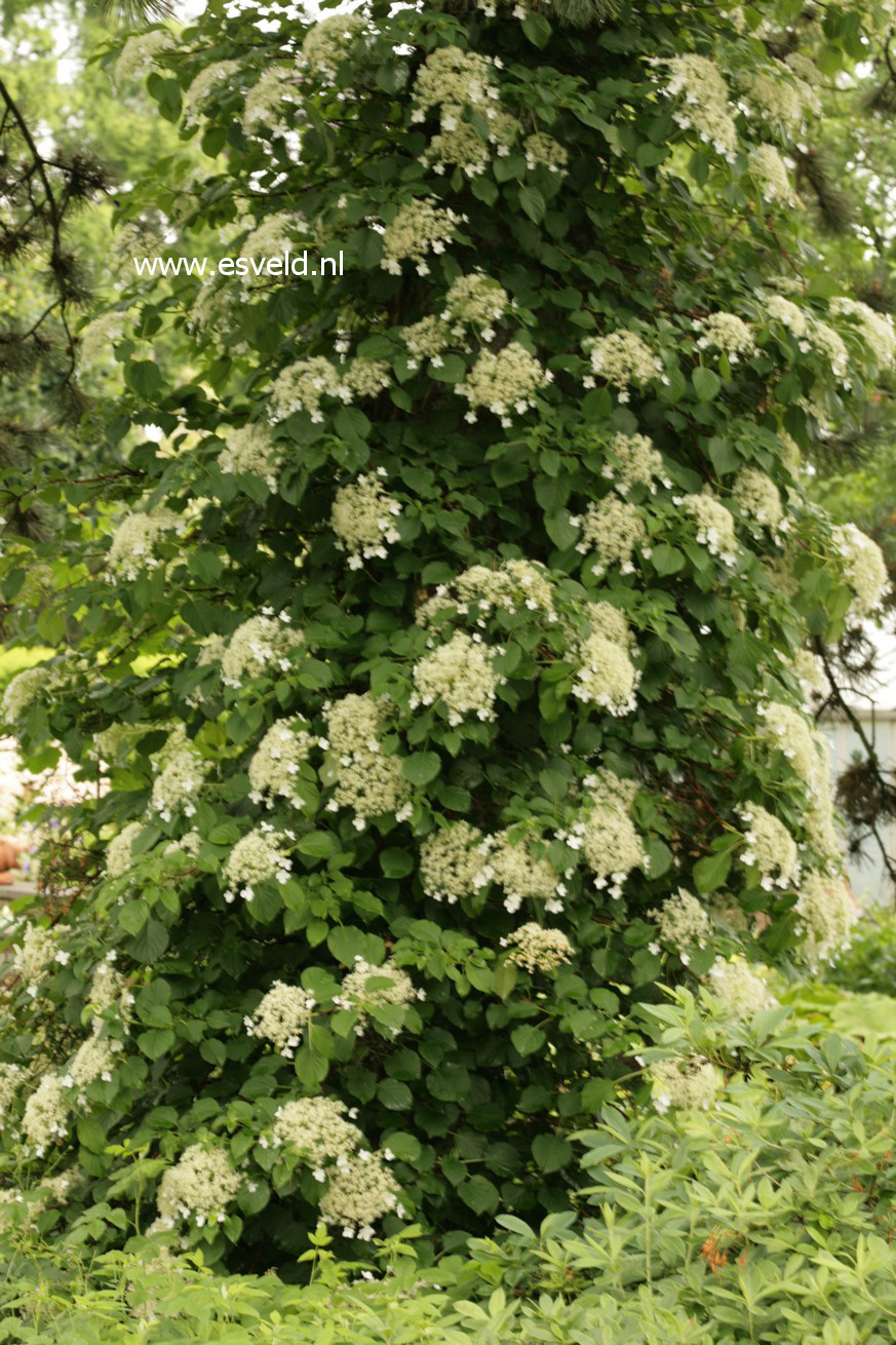 Hydrangea anomala petiolaris