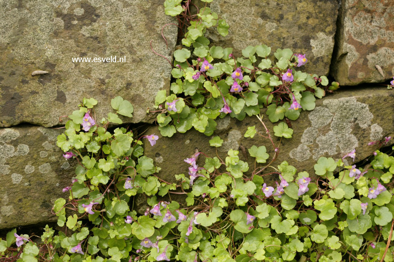 Cymbalaria muralis