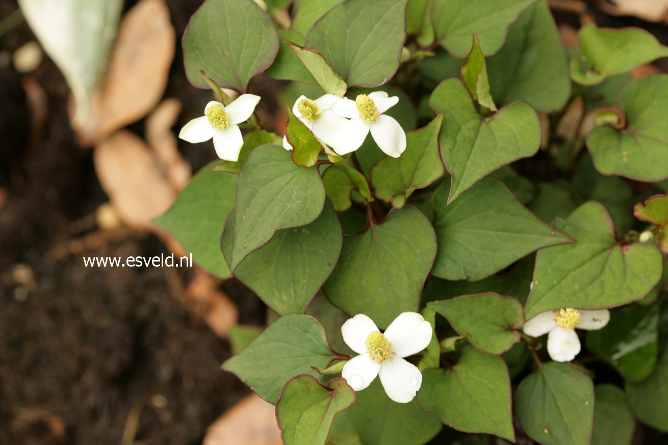 Houttuynia cordata