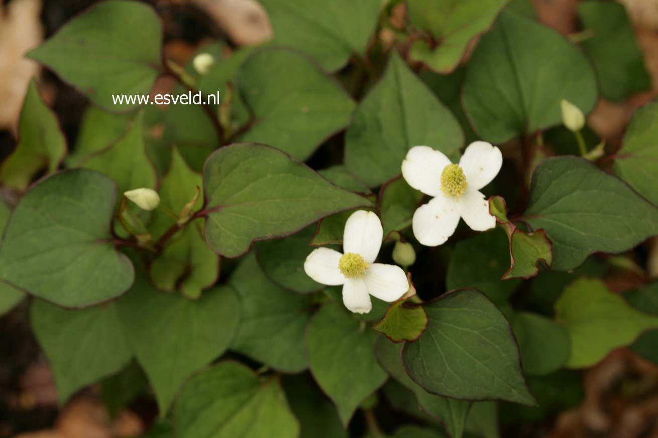 Houttuynia cordata