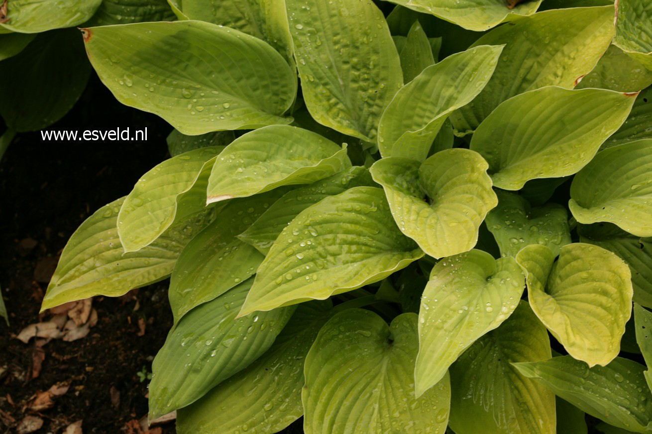 Hosta 'August Moon'