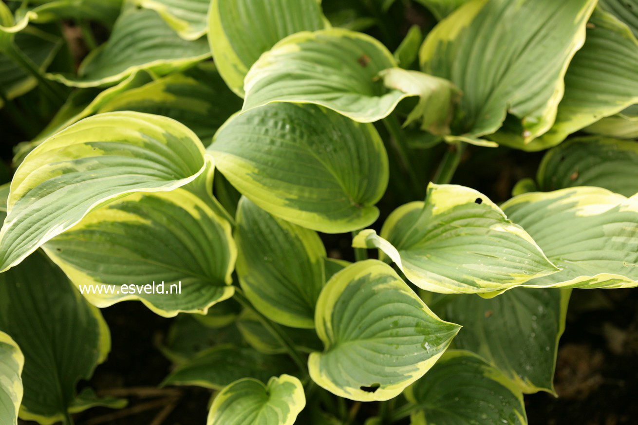 Hosta fortunei 'Aureomarginata'