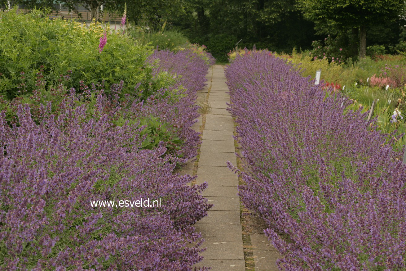 Nepeta 'Walker's Low'