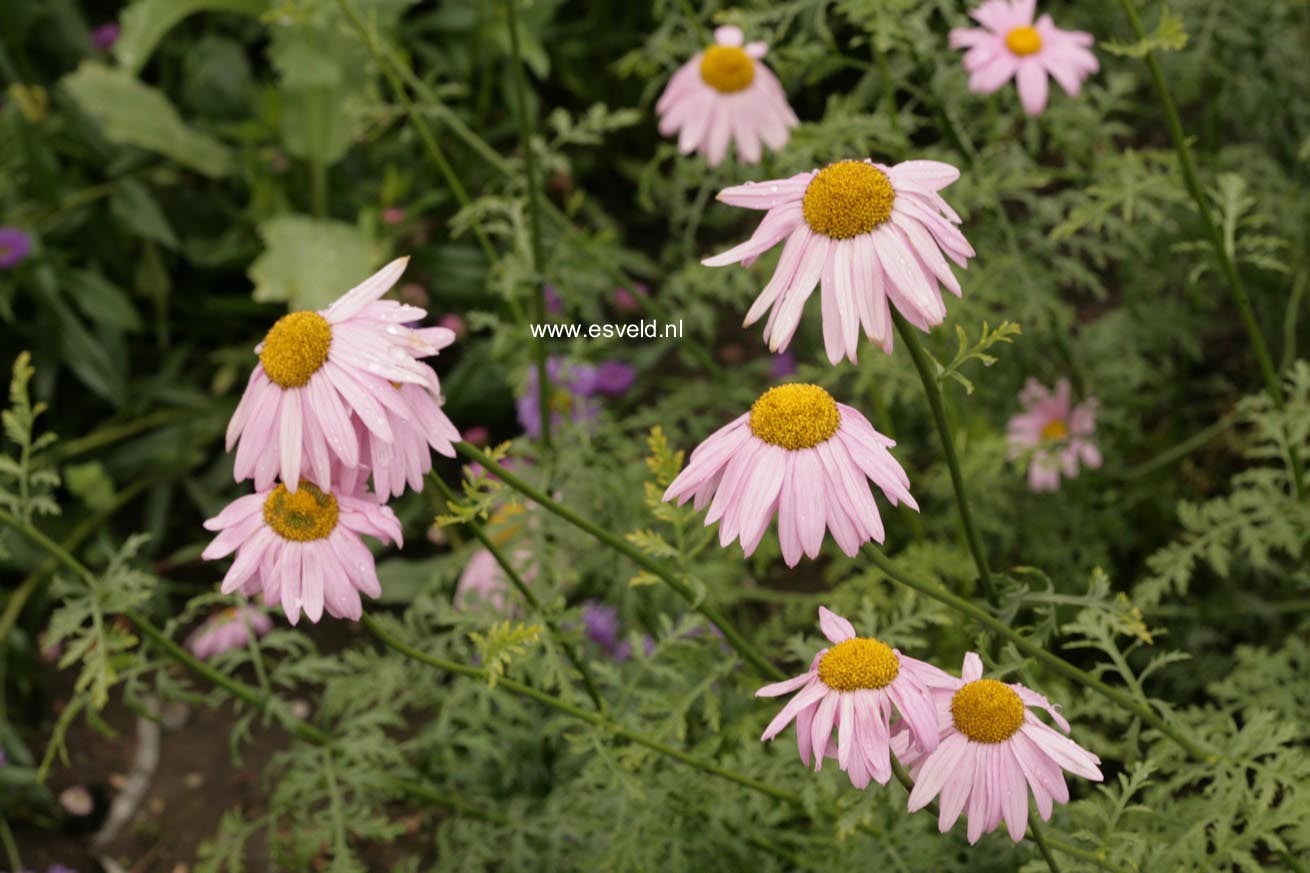 Tanacetum 'Eileen May Robinson'