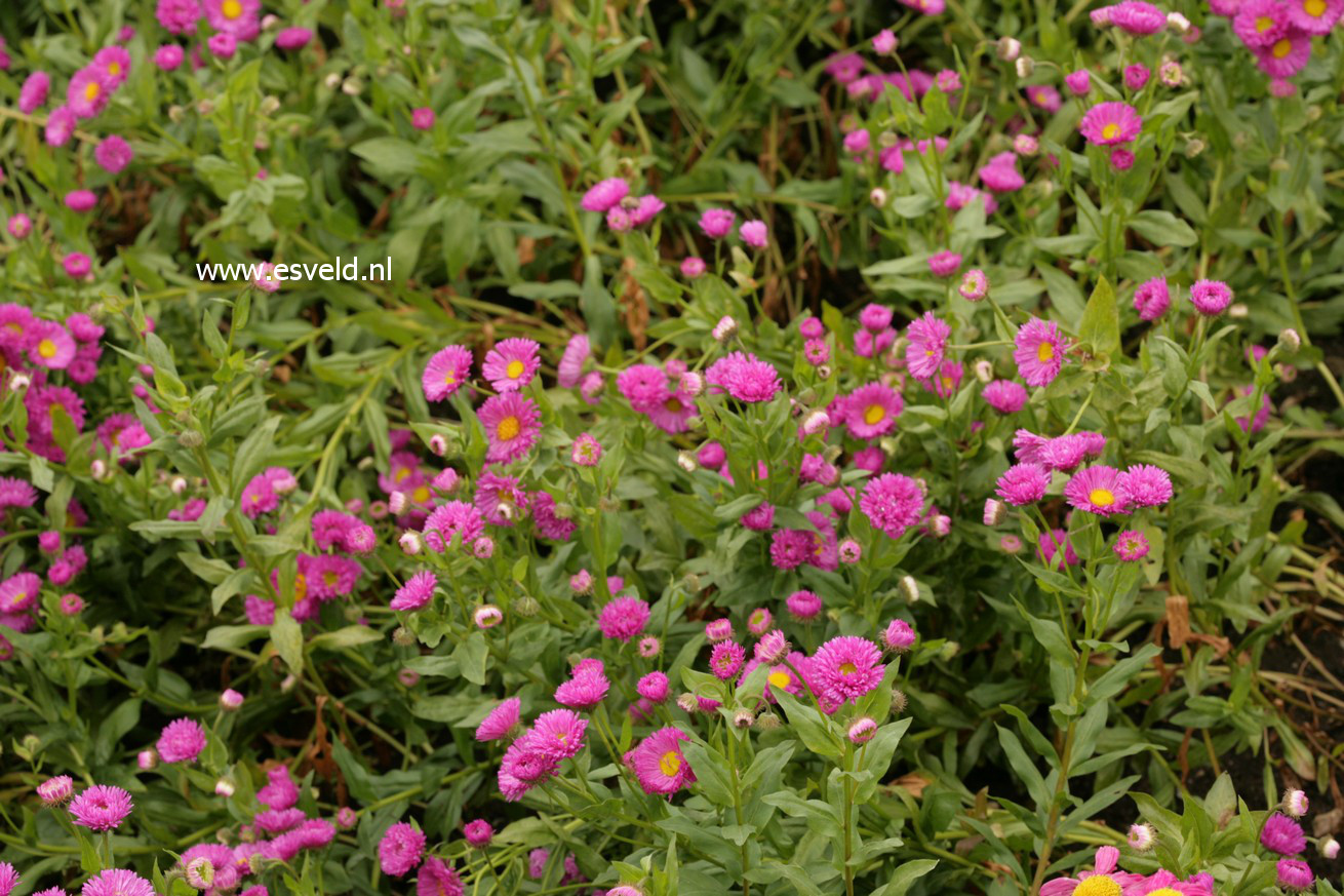 Erigeron 'Foerster's Liebling'