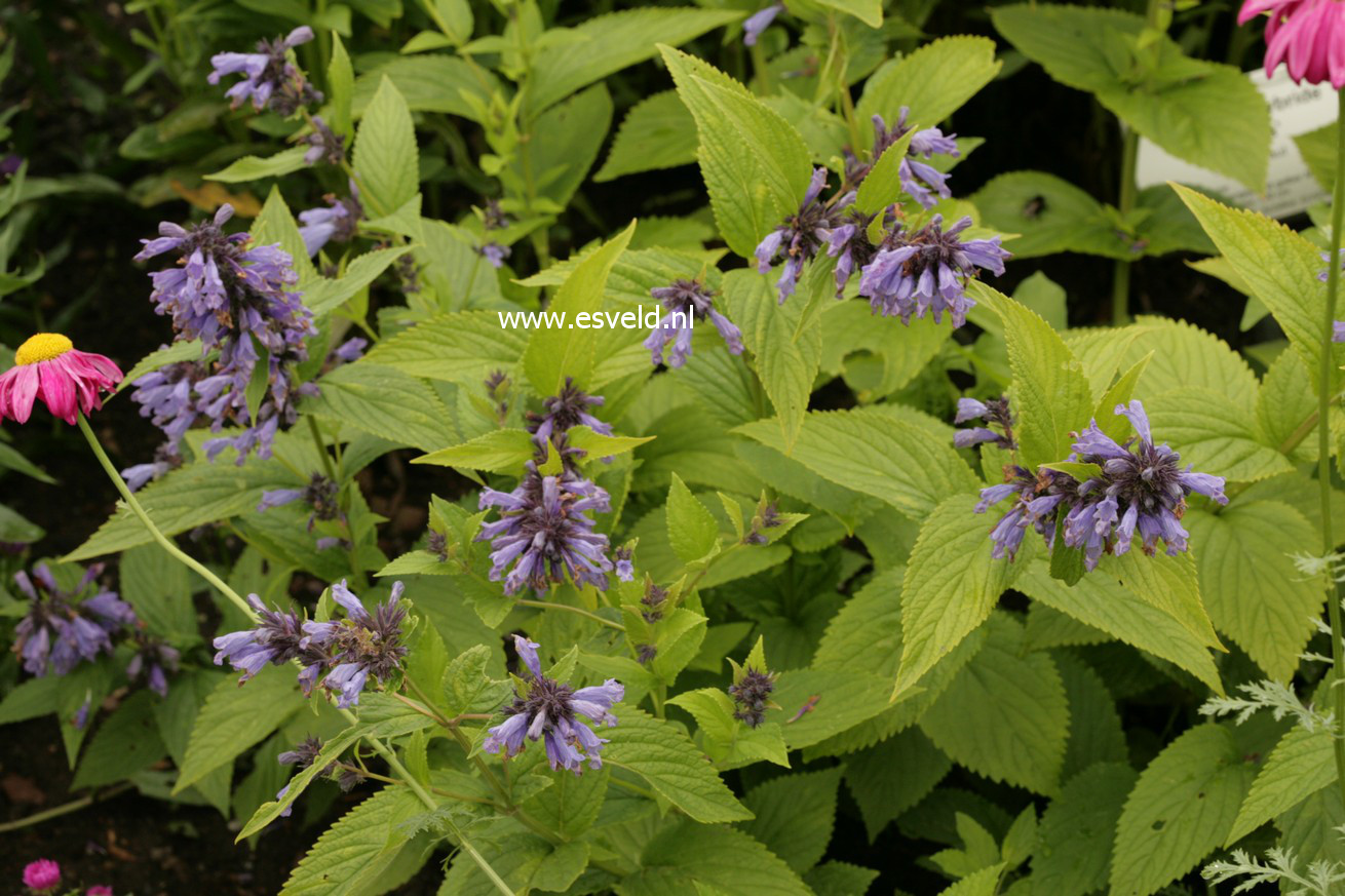 Nepeta subsessilis 'Washfield'