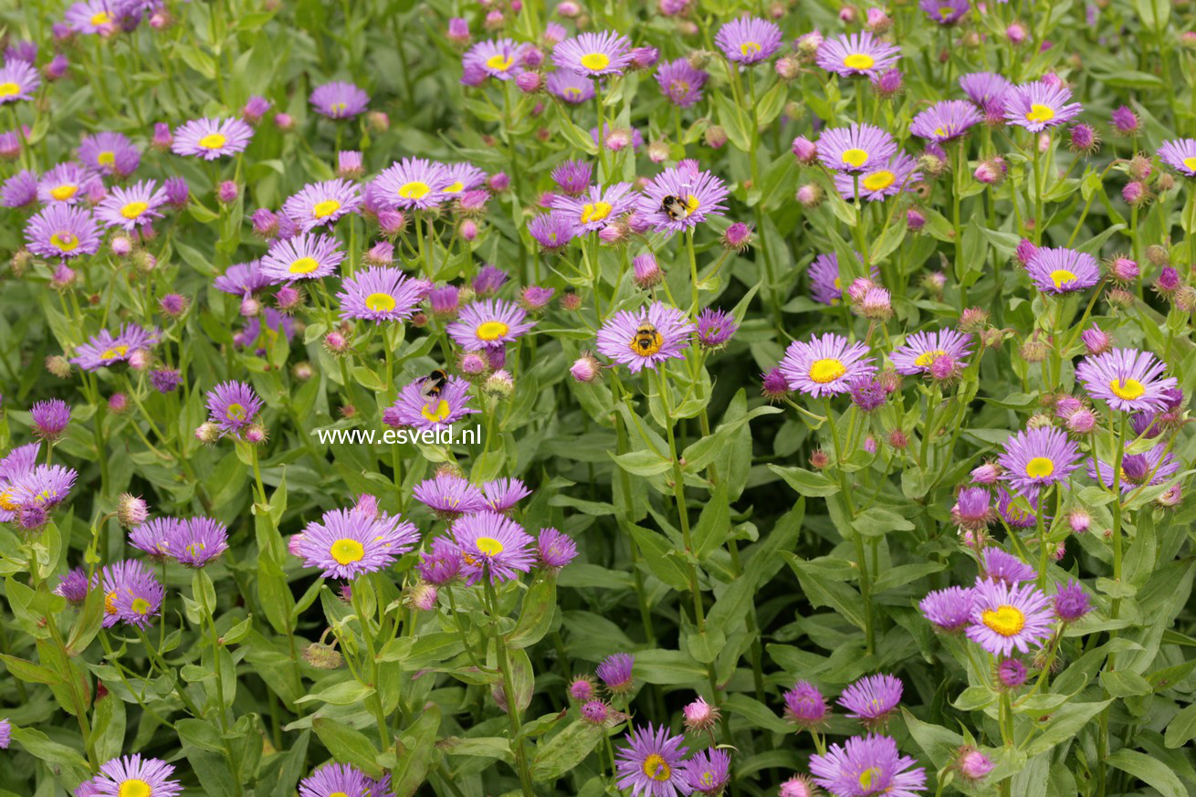 Erigeron 'Dunkelste Aller'