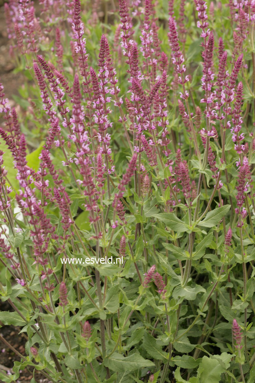 Salvia nemorosa 'Amethyst'