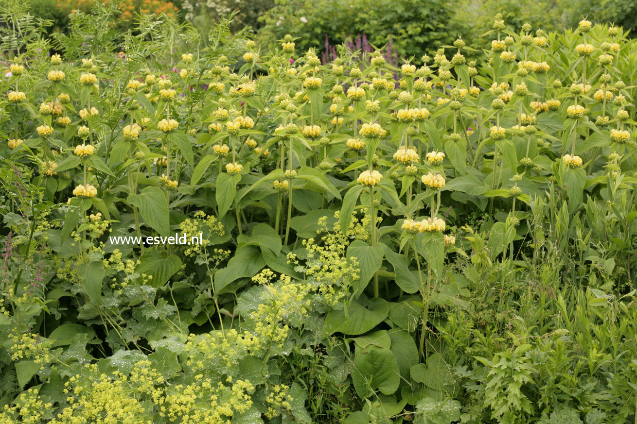 Phlomis russeliana