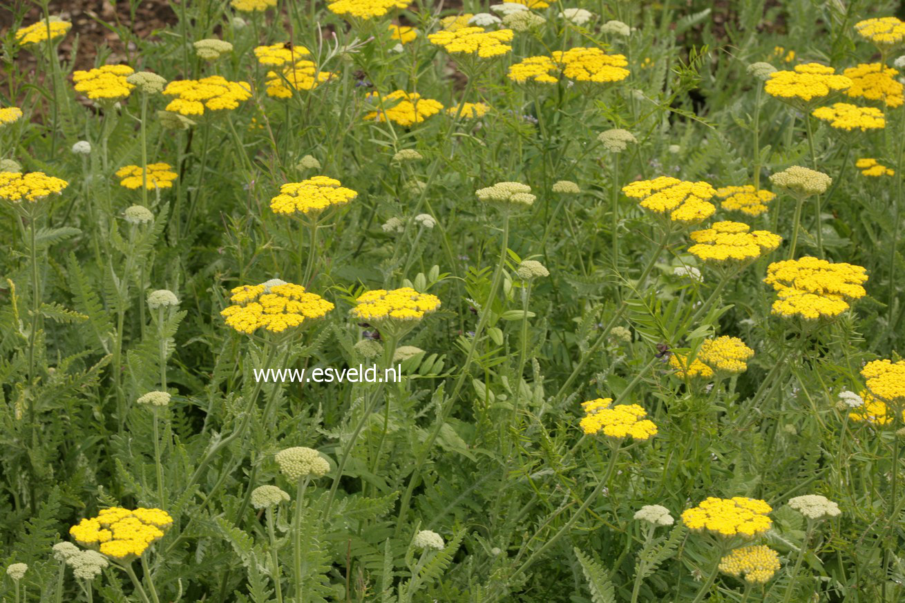 Achillea 'Coronation Gold'