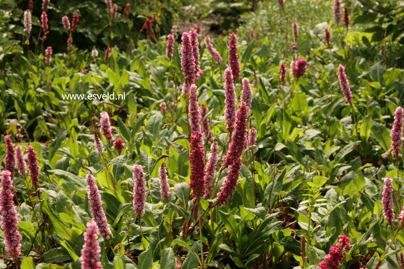 Persicaria affinis 'Superba'