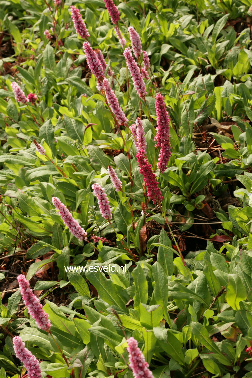 Persicaria affinis 'Superba'