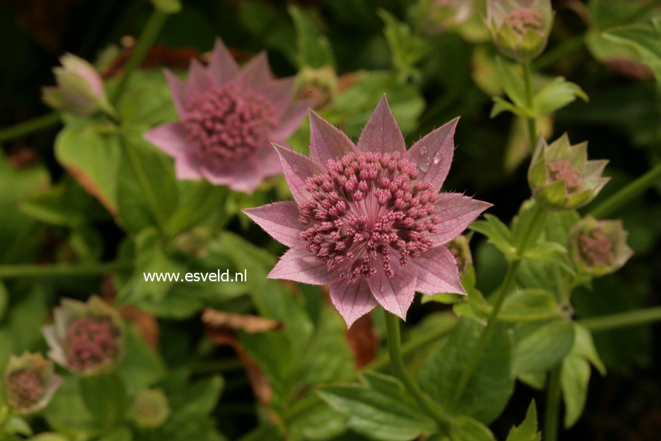 Astrantia maxima