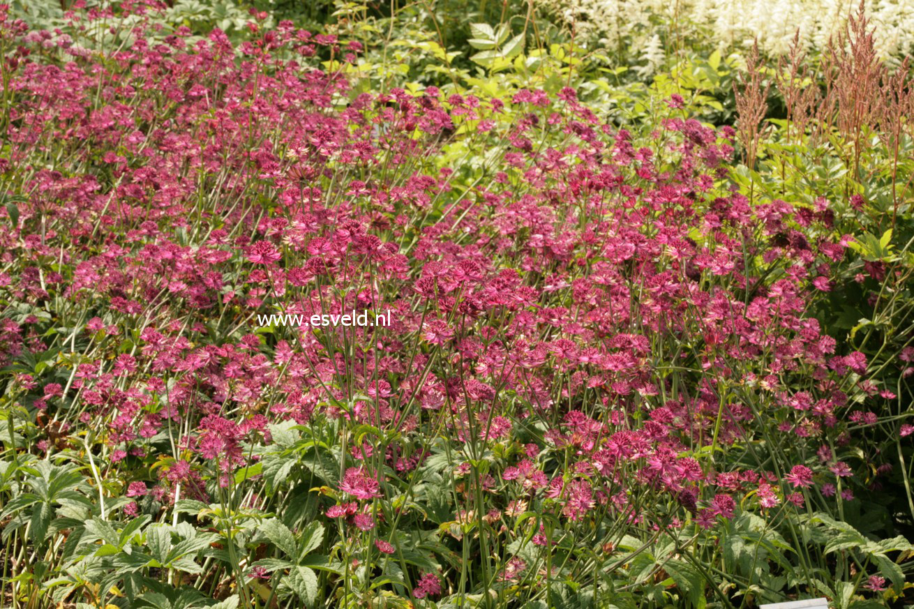 Astrantia major 'Claret'