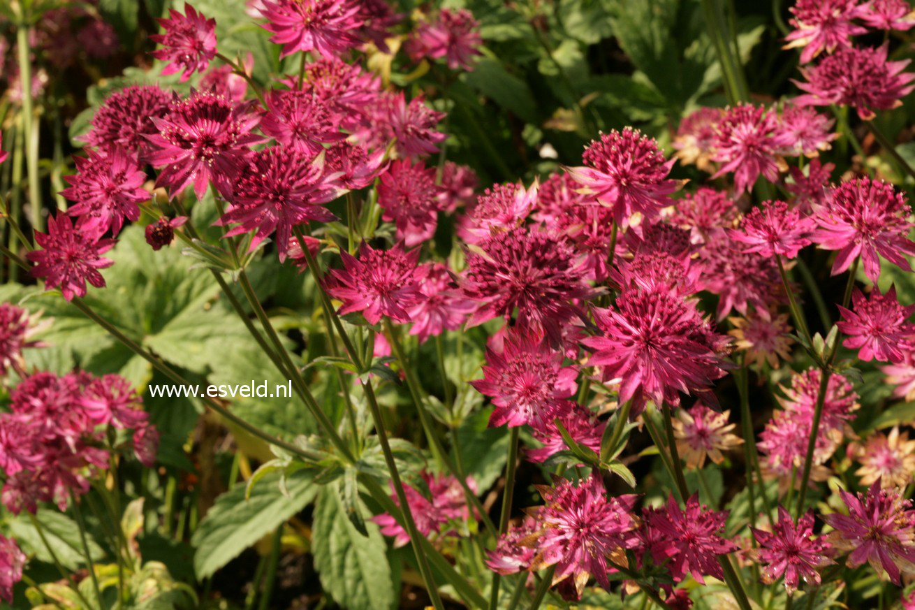 Astrantia major 'Claret'