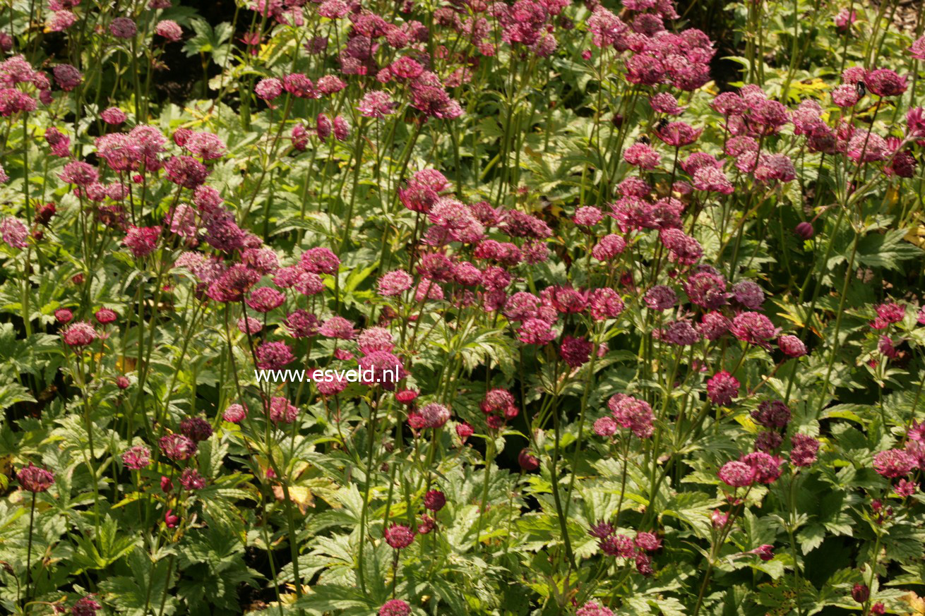 Astrantia major 'Ruby Wedding'