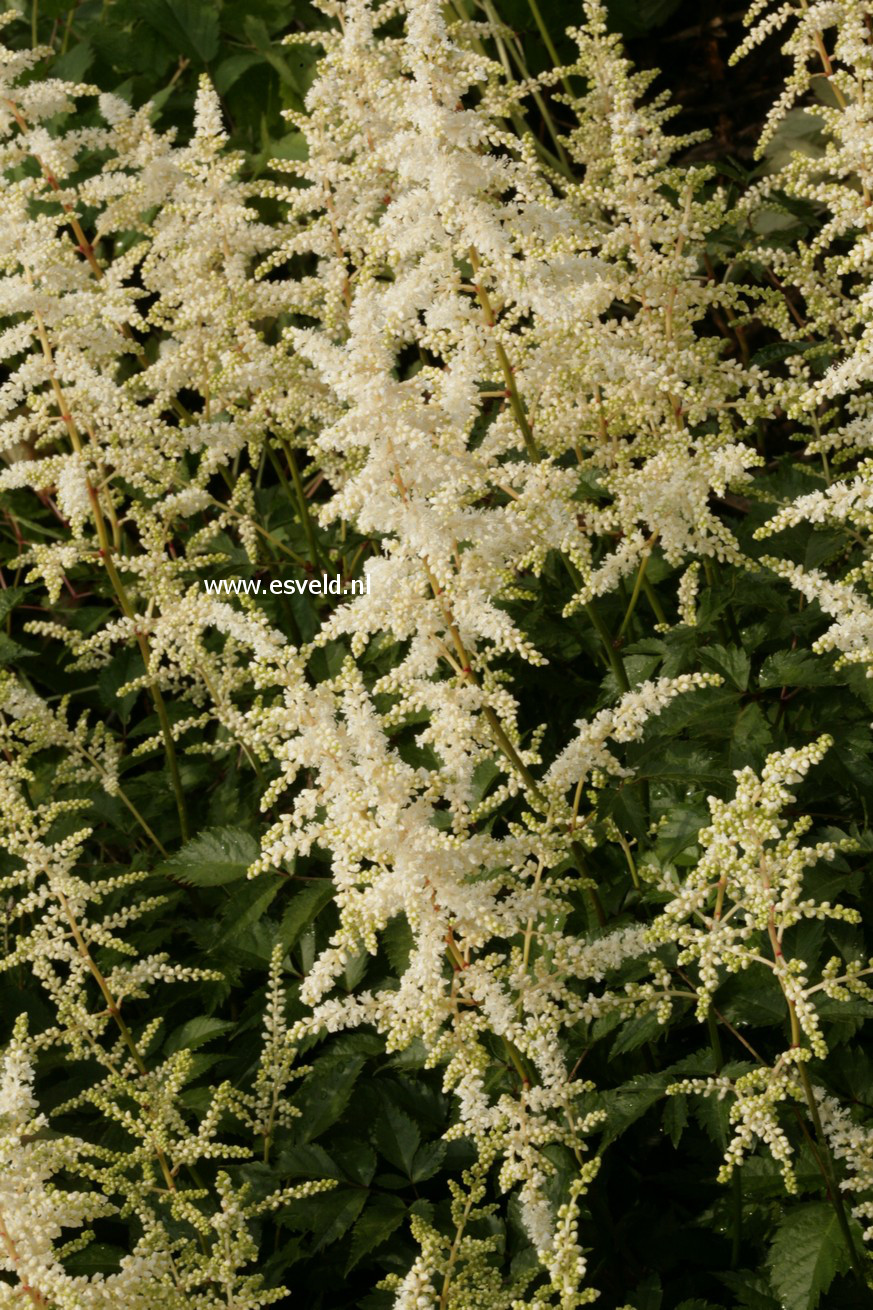 Astilbe 'Deutschland'