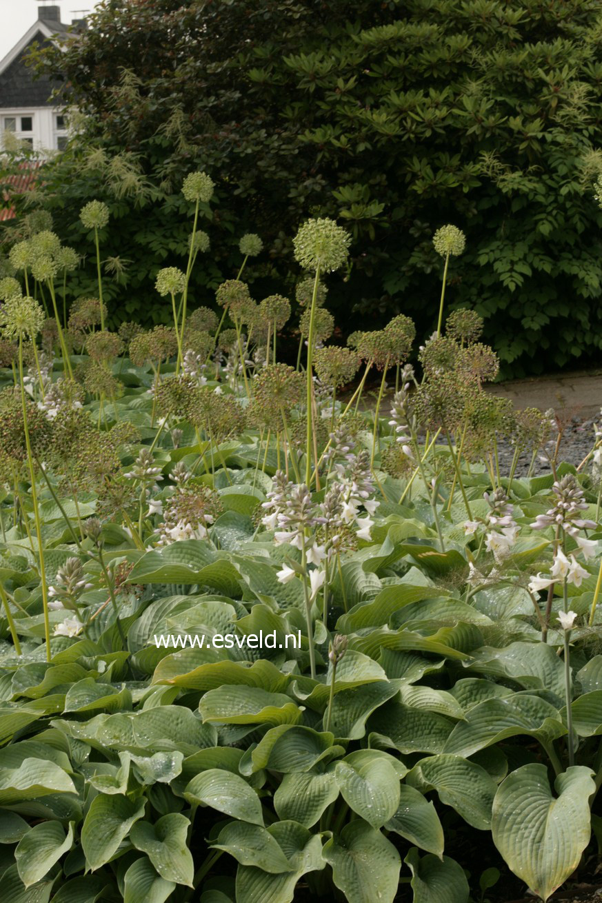 Hosta sieboldiana 'Elegans'