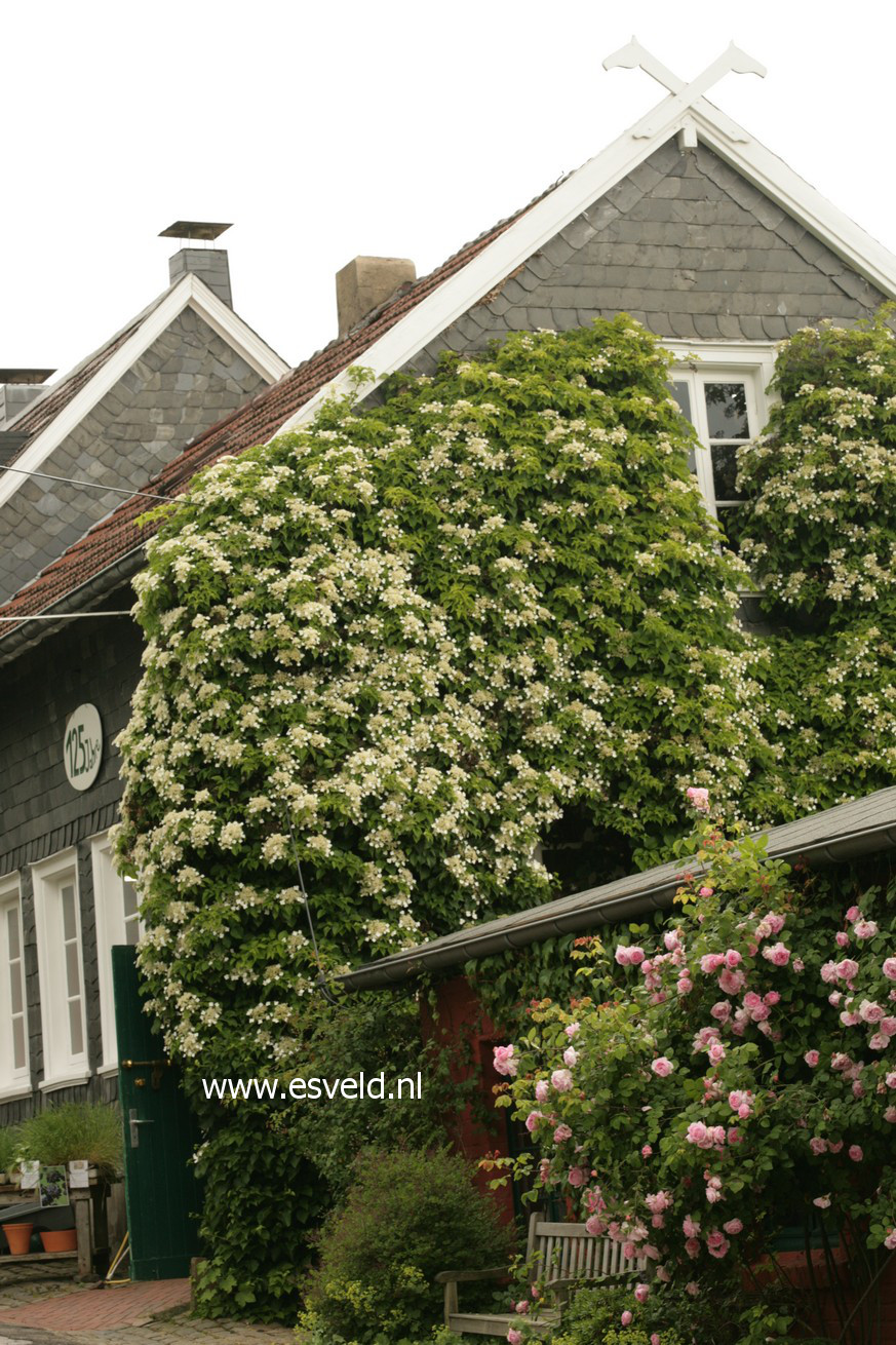 Hydrangea anomala petiolaris