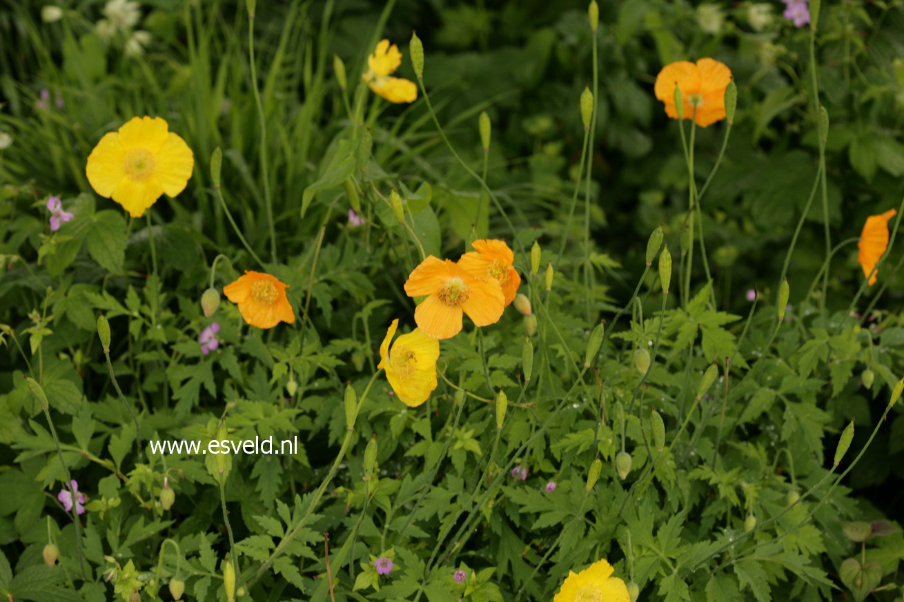 Meconopsis cambrica