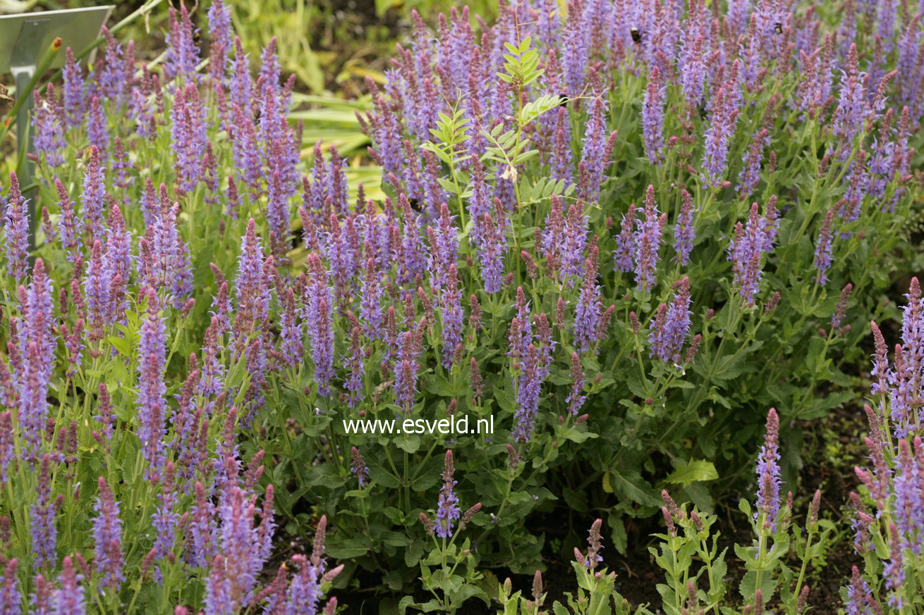 Salvia nemorosa 'Blauhuegel'