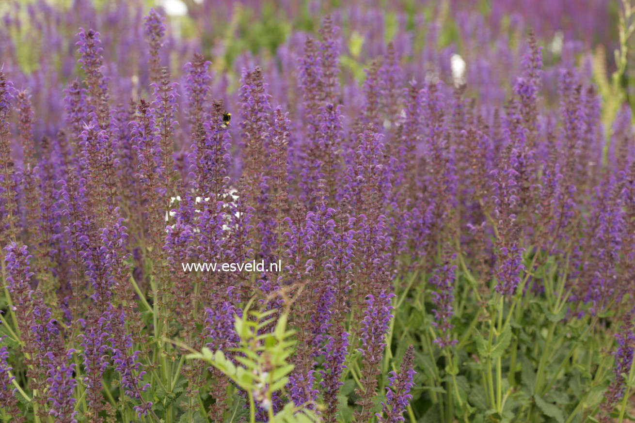 Salvia nemorosa 'Mainacht'