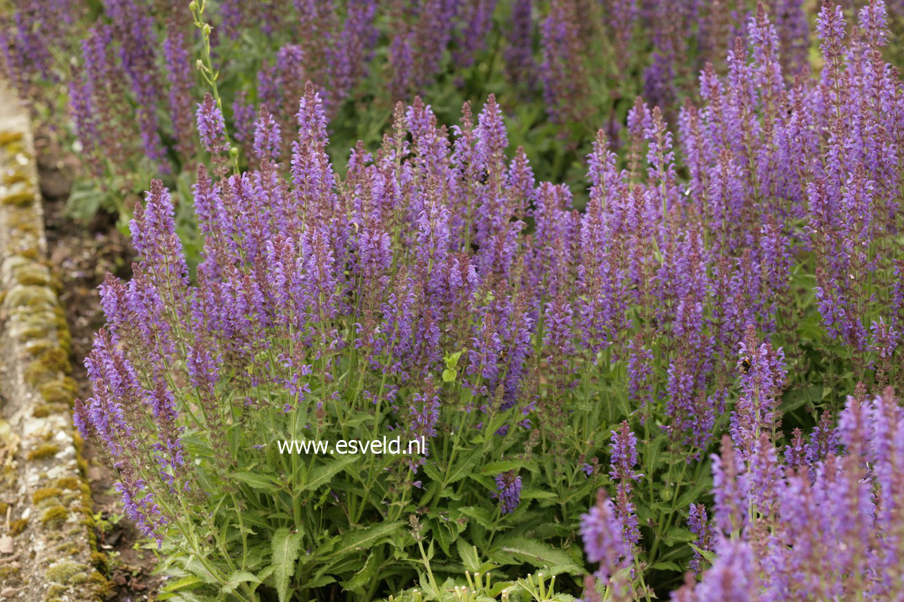 Salvia nemorosa 'Rügen'