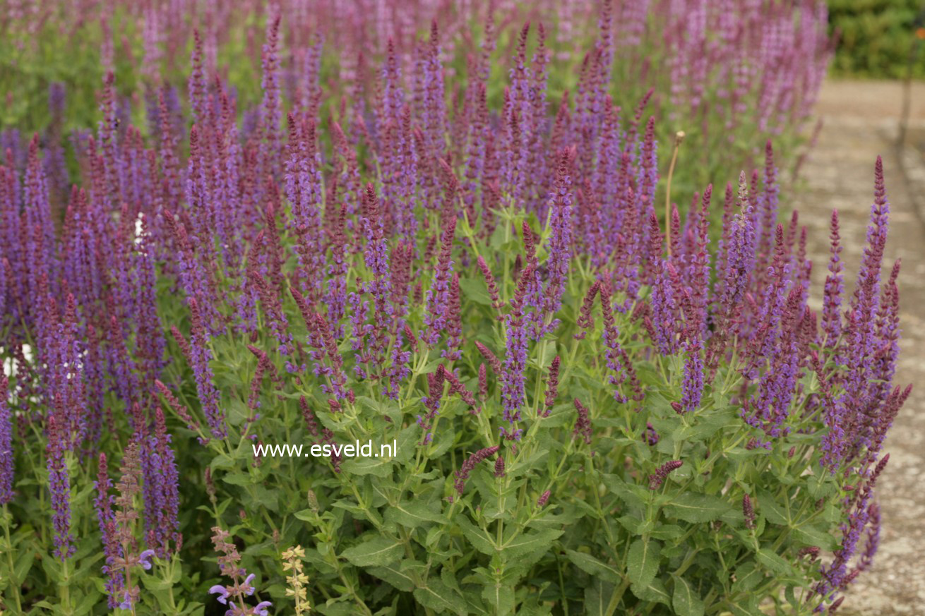 Salvia nemorosa