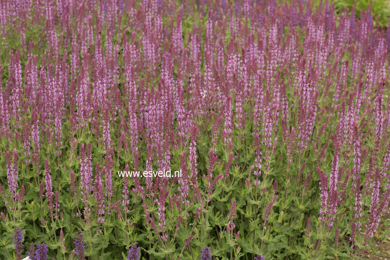 Salvia nemorosa 'Amethyst'