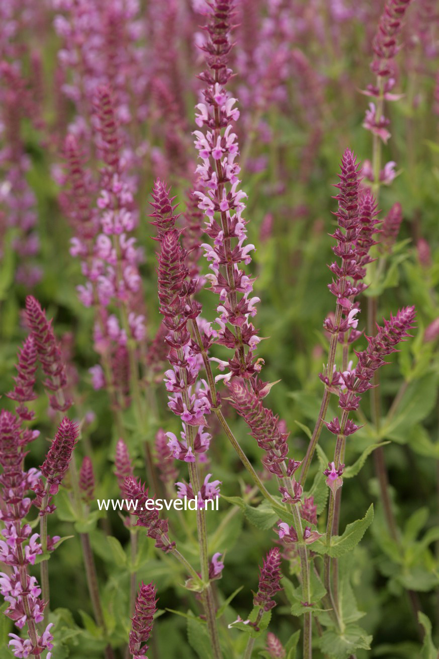 Salvia nemorosa 'Amethyst'