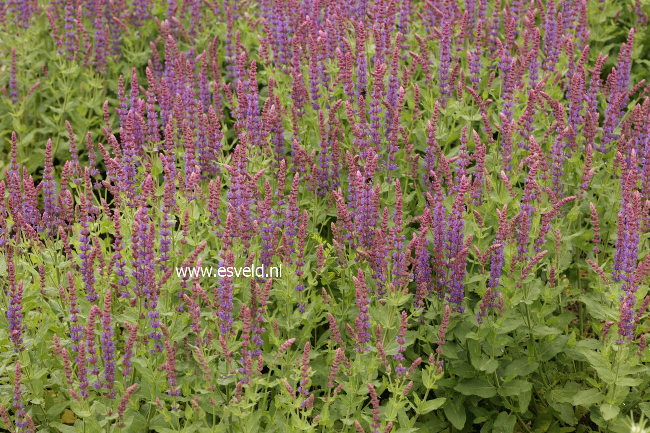 Salvia nemorosa 'Ostfriesland'