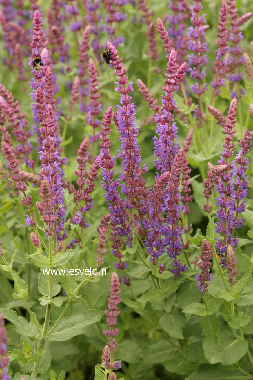 Salvia nemorosa 'Ostfriesland'
