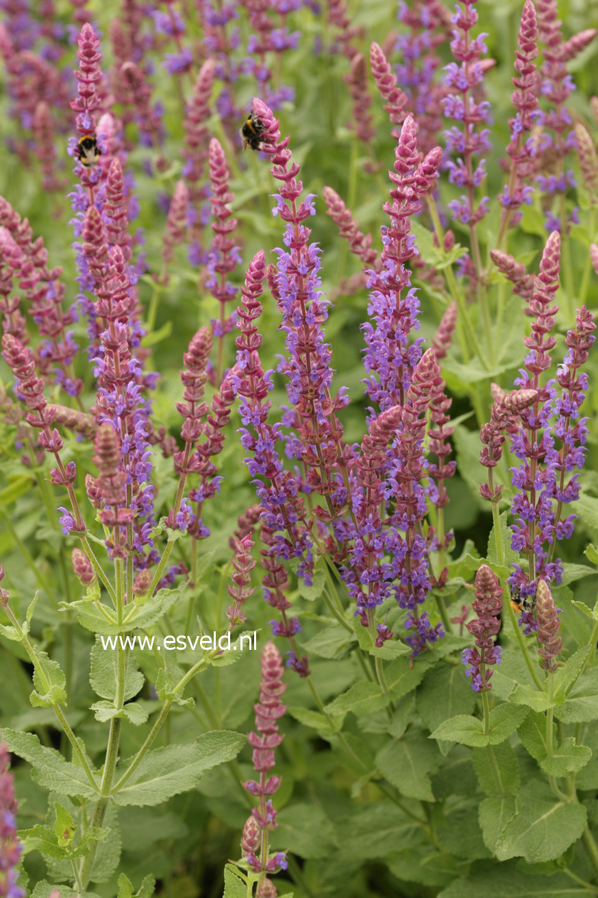 Salvia nemorosa 'Ostfriesland'