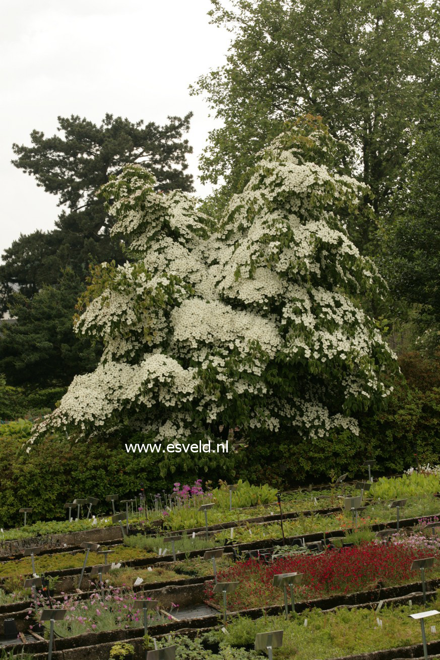 Cornus kousa