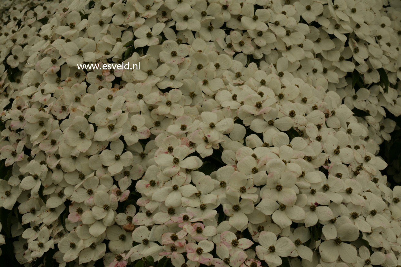 Cornus kousa